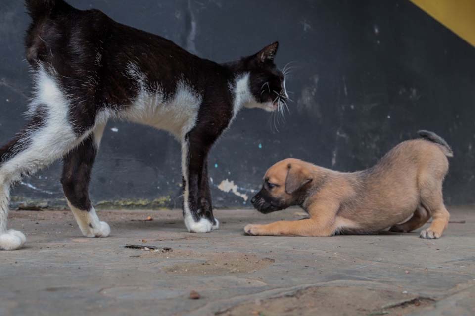 Vacinação de animais domésticos protege população da capital há quase 20 anos