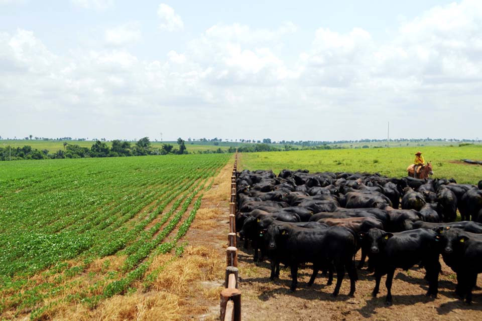 Valor da Produção Agropecuária de Rondônia deve atingir R$ 10,2 bilhões este ano