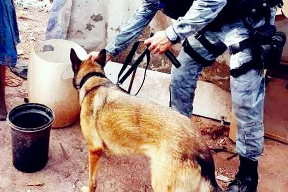 Polícia usa cães farejadores e encontra cerca de 100 porções de droga em casa