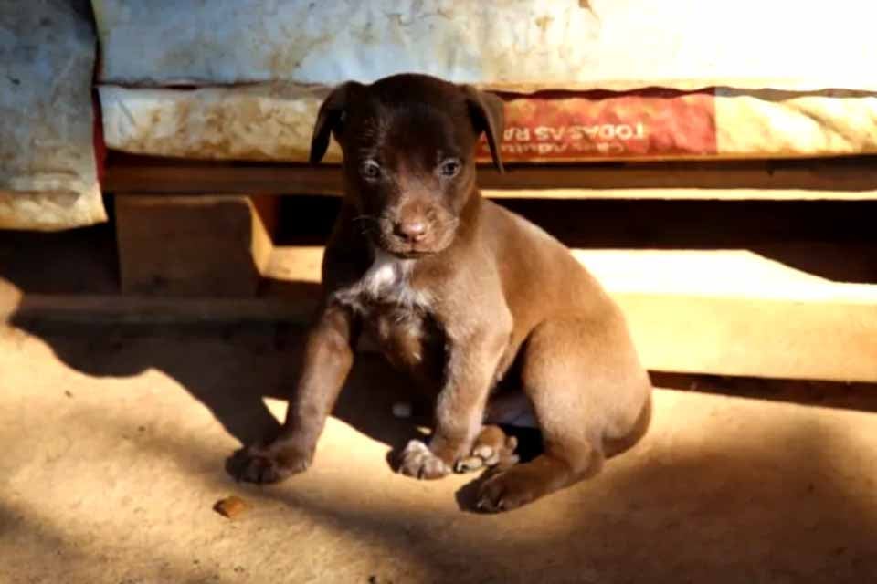 Município de Vilhena passa a ter empresa responsável por resgate, acolhimento e adoção de animais