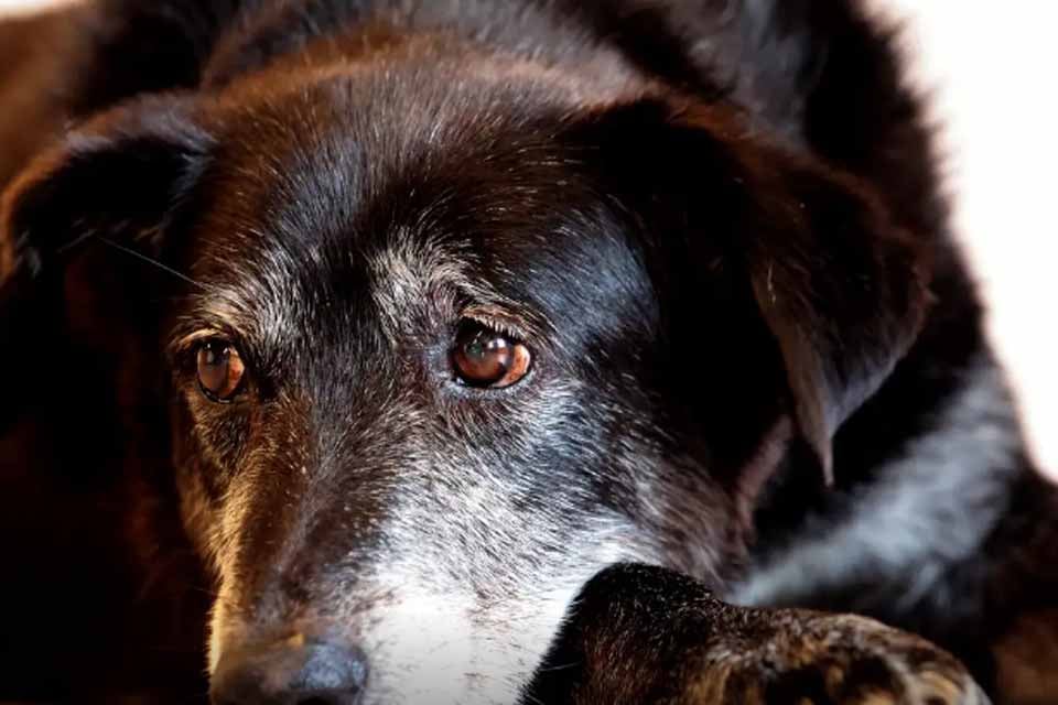 Lei torna crime exercício ilegal da medicina veterinária 