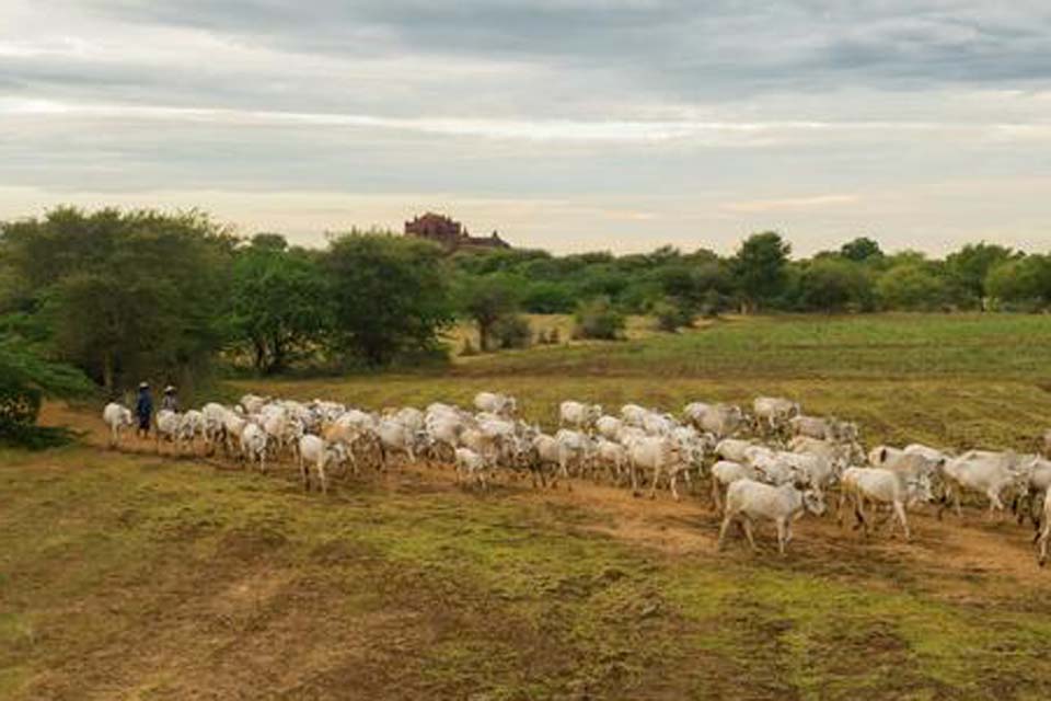 Transição para produção sustentável na agropecuária brasileira já começou, diz coordenador do Mapa