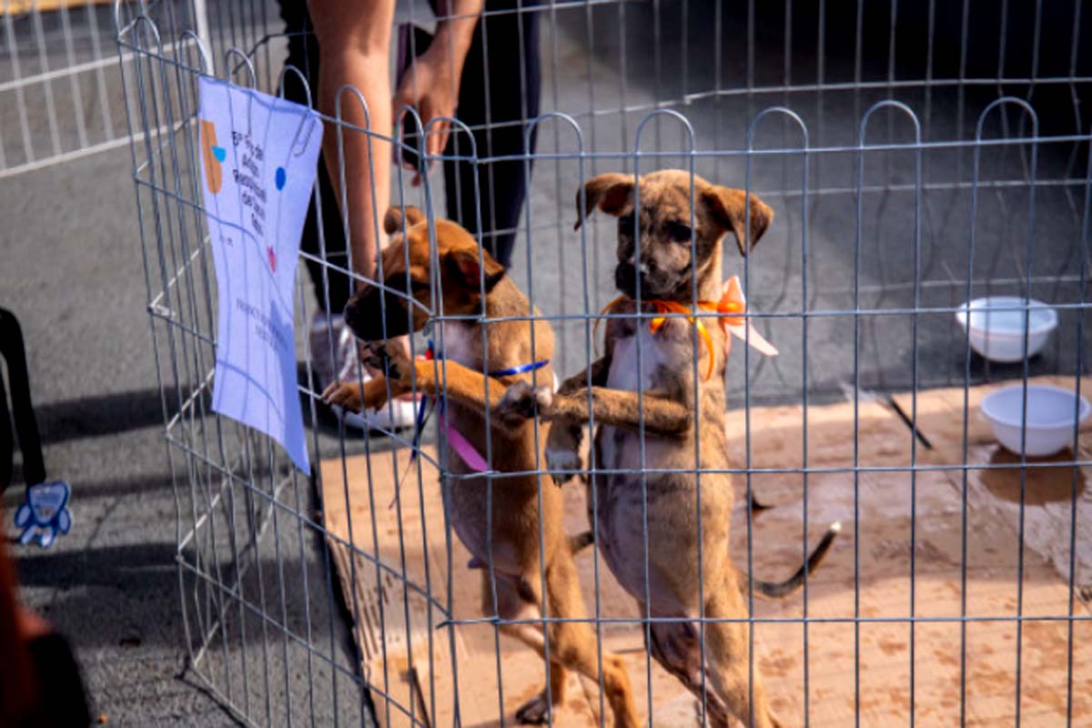 Evento do Dia das Mães terá adoção animal, castração e distribuição de mudas na capital