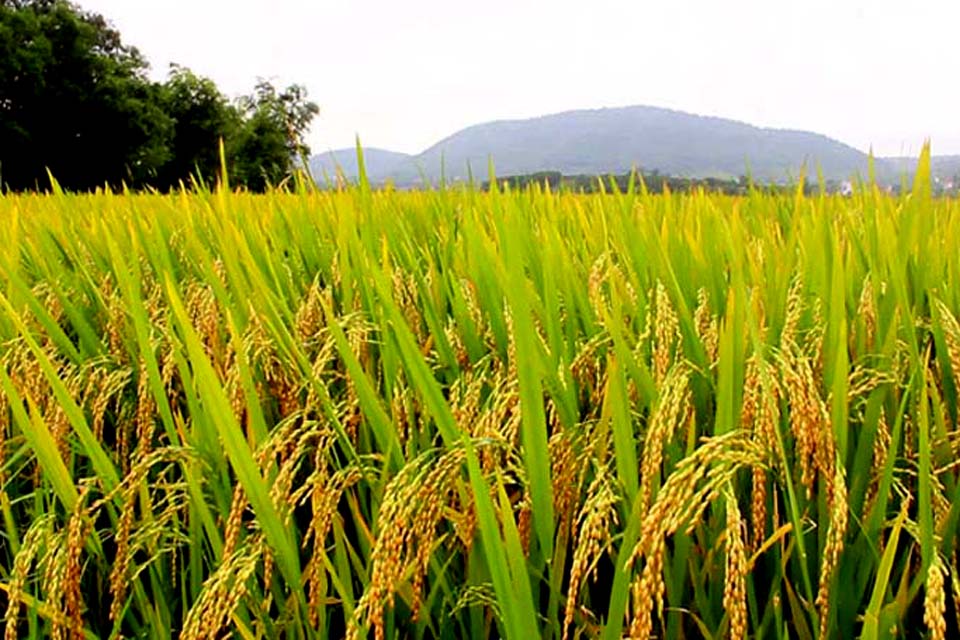 Produção de arroz em Rondônia alcança 139 mil toneladas na safra 2019/20; em uma área plantada de mais de 42 mil hectares