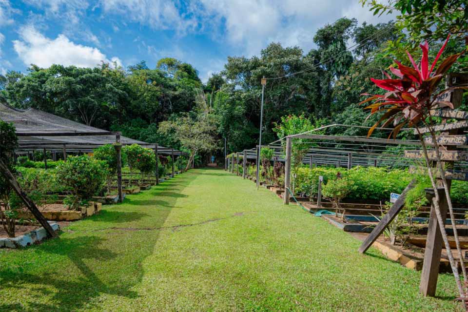 Sema distribui mudas de plantas gratuitamente no Hospital Cemetron em Porto Velho