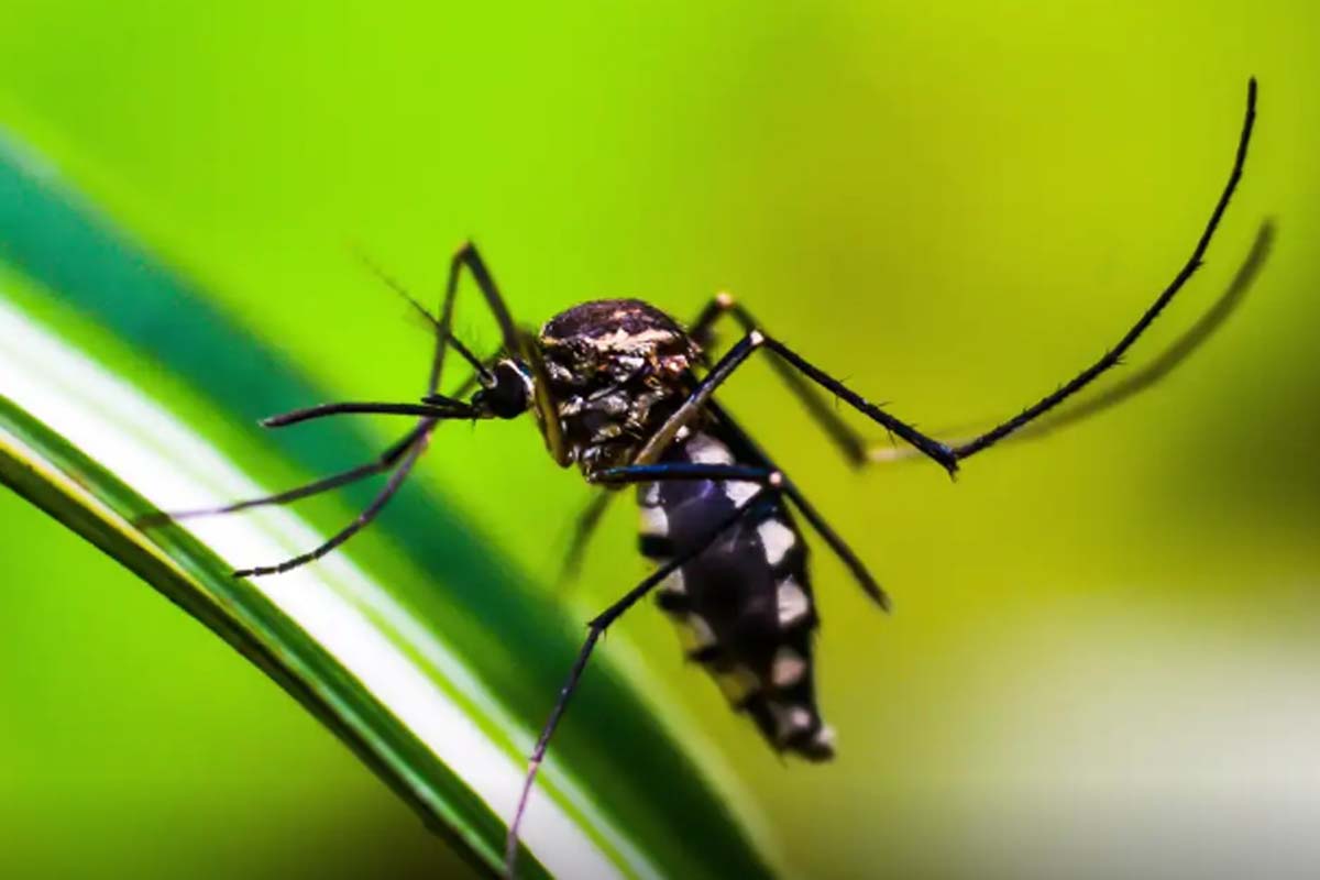 Estudo alerta para relação da dengue com a Síndrome de Guillain-Barrép