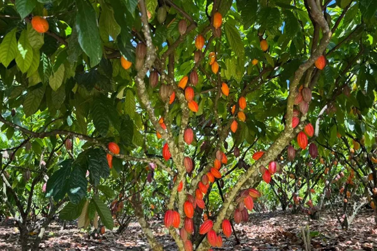 Inscrições para 6º Concurso de Qualidade e Sustentabilidade do Cacau de Rondônia são prorrogadas até 3 de julho