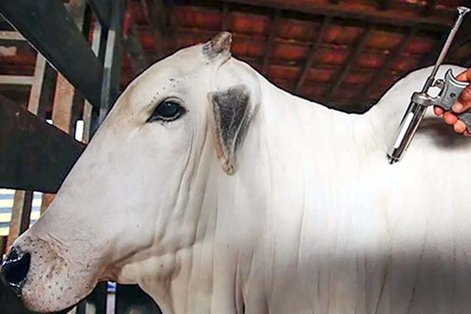 15 estados brasileiros podem alcançar status livre de febre aftosa sem vacinação