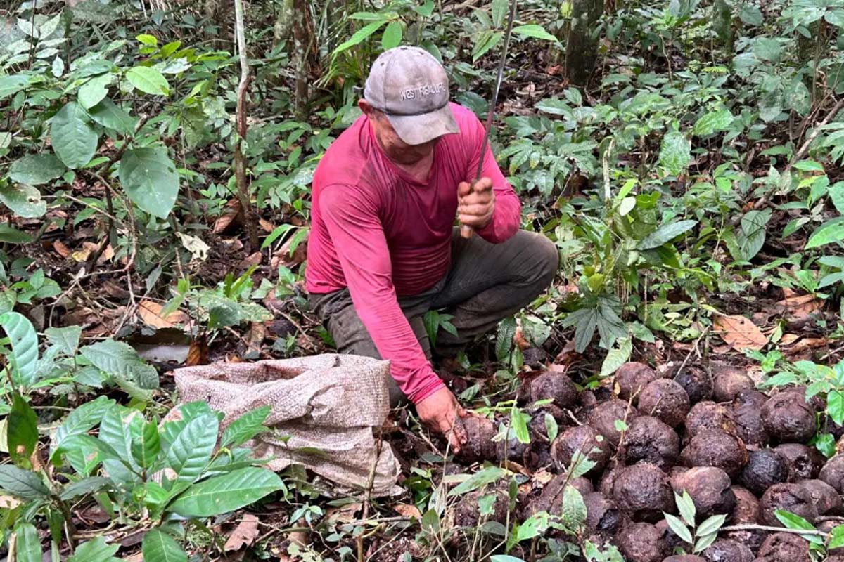 Castanha-da-Amazônia fortalece economia durante a safra 2026 nas Reservas Extrativistas de Rondônia