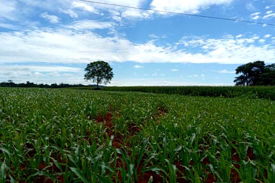 Mesmo com plantio atrasado por problemas climáticos, produtores mantêm expectativa de boa safra de milho na região