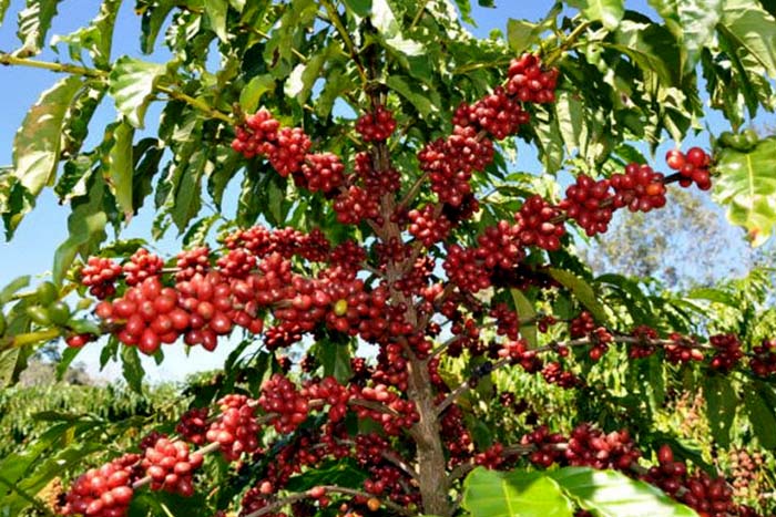 Café de Rondônia recebe nova certificação de qualidade; amostras analisadas estão dentro dos padrões legais