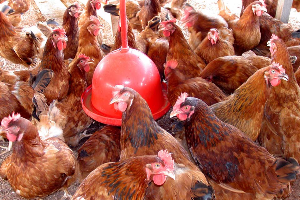Gripe aviária: 16 países suspendem restrição à carne brasileira 