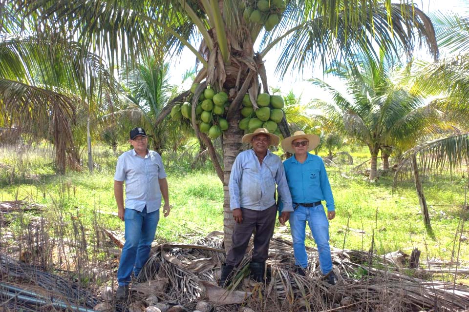Prefeitura realiza o transporte de mudas de coco para produtores rurais do município