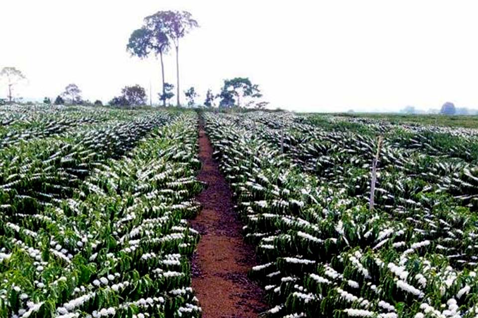 Programa Pró-Café vai distribuir um milhão de mudas até o final de 2020