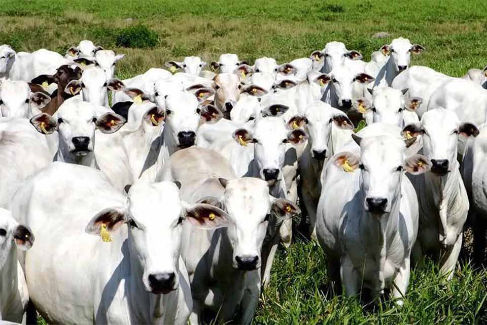 JBS é acusada de não cumprir meta contra desmatamento e pecuaristas de Rondônia duvidam de promessa feita para 2025