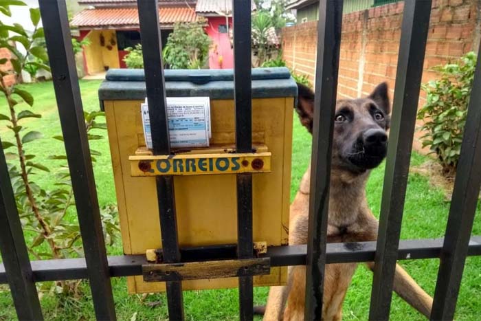 Servidores do Saae relatam ataques de cães ao entregar faturas e pedem ajuda da população