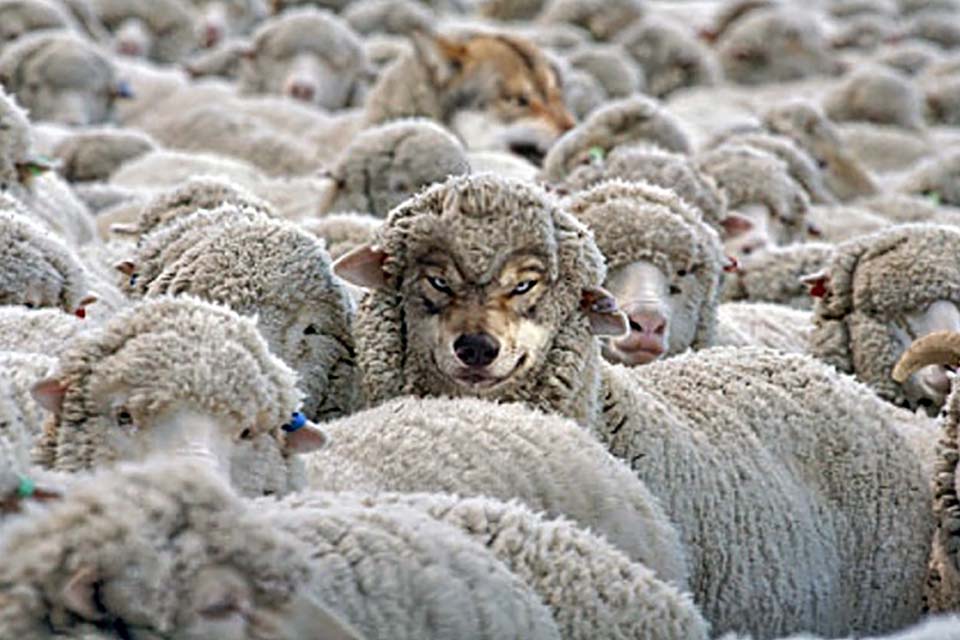 Se em Porto Velho a raposa cuida do galinheiro, em Vilhena, segundo a Justiça, há um lobo guardando as ovelhas