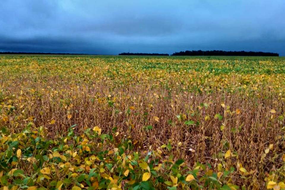Revolução no campo levou a maior cidade do Cone Sul a ser considerada o “Celeiro de Rondônia”