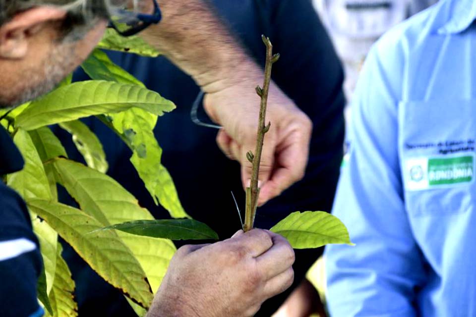 Treinamento de enxertia de clones de alta produtividade faz Rondônia avançar na revitalização do cacau aliada à ressocialização