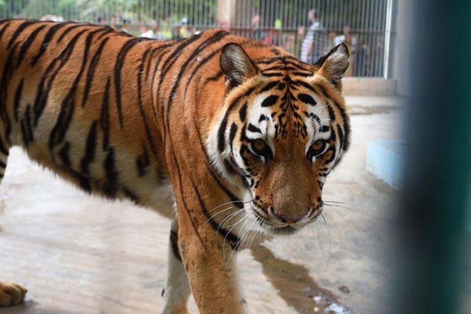 Jovem de 22 anos morre após ser atacada por um tigre em Parque Safari