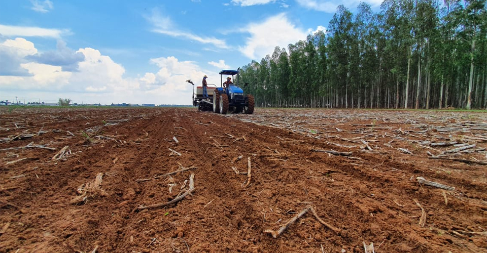 Embrapa fortalece pesquisas para oferecer opções de grãos e pulses aos produtores de Rondônia
