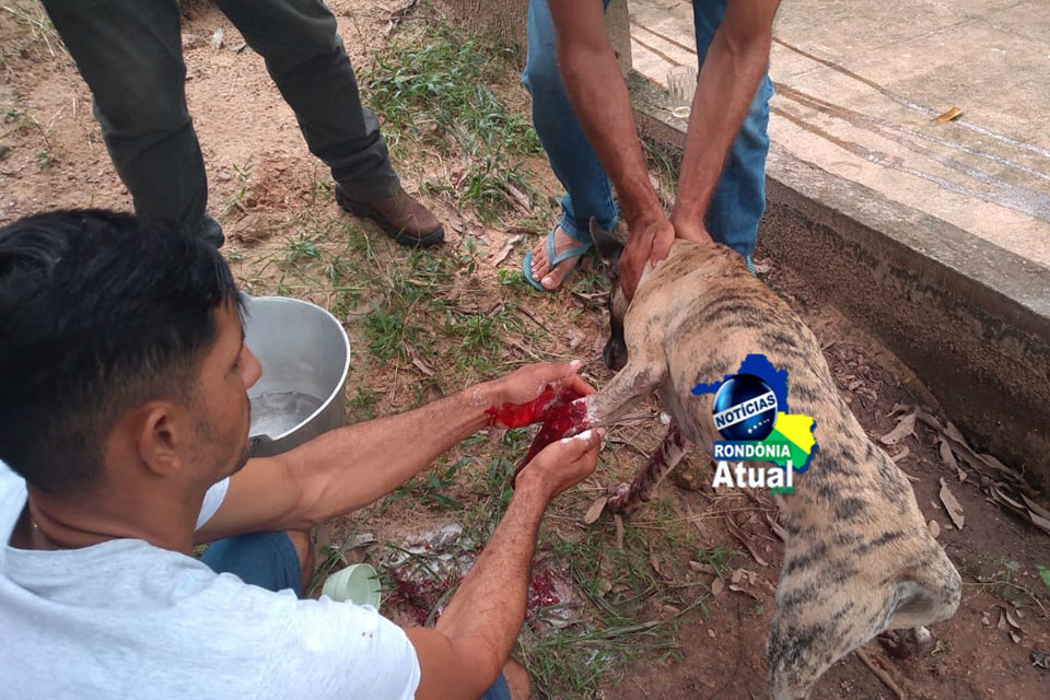 Homem atira com cartucheira em cachorro por estar incomodando sua cadela