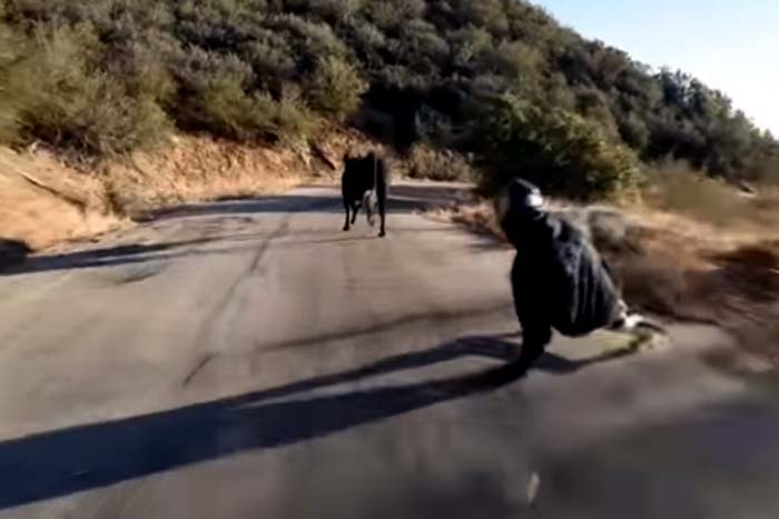Skatista quase acerta vaca descendo ladeira 