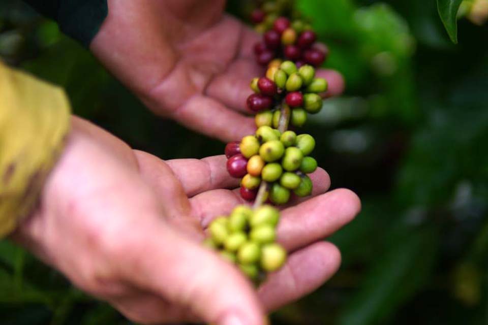 Indústria do café prevê alta de até 15% nos preços nos próximos dias