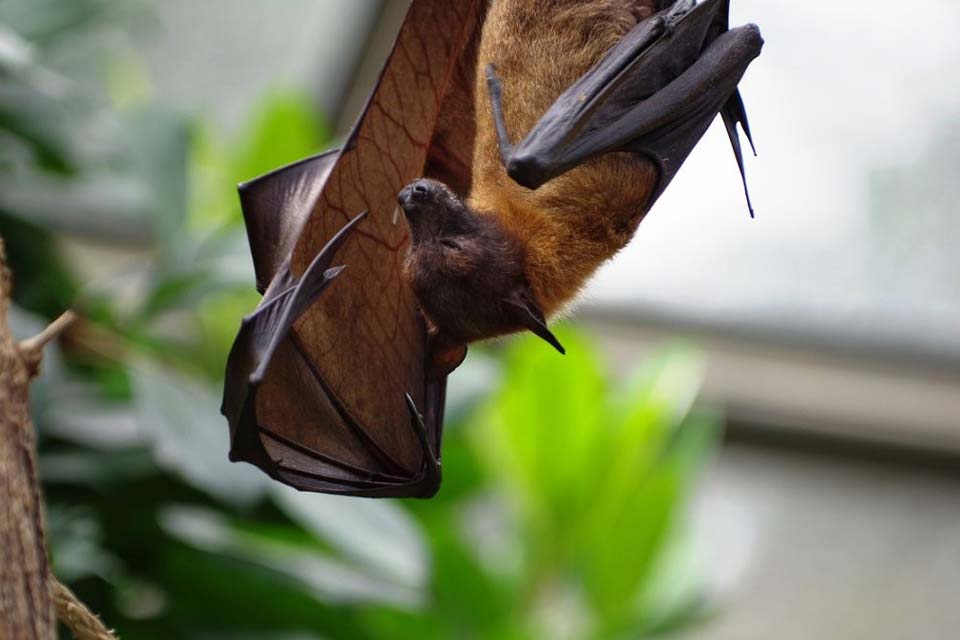 Alerta em Cacoal: Caso de raiva em morcego é confirmado pelo Centro de Zoonoses 