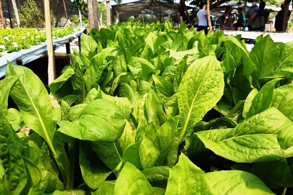 Com ampliação na produção, o mercado de hortaliças hidropônicas está em ascensão em Ji-Paraná