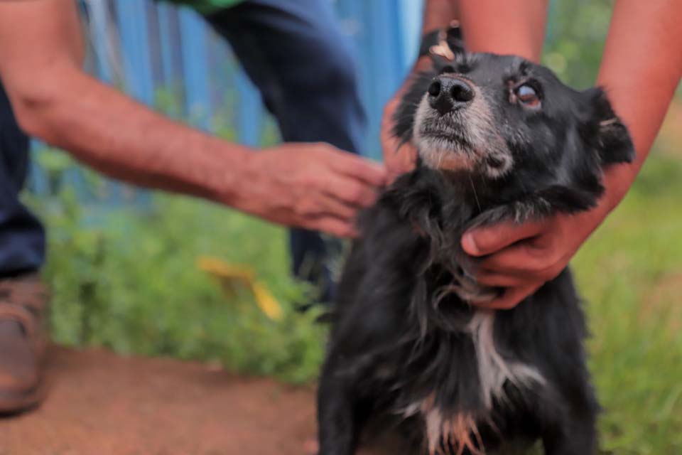 Dia D para vacinar cães e gatos será no próximo sábado (15), em Porto Velho; lista com mais de 100 pontos de vacinação é divulgada