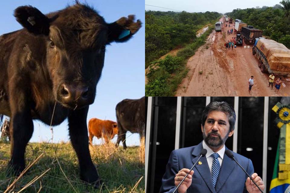 Caso único de ‘‘vaca louca’’ do Pará afeta exportações de Rondônia; a guerra ideológica que emperra a BR-319; e Raupp de volta?