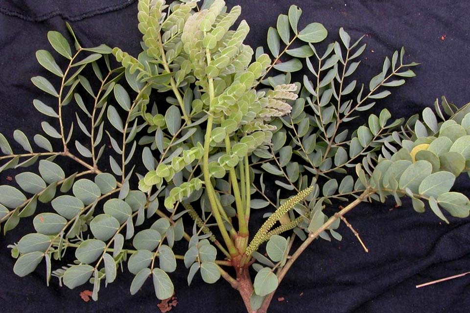 Estudo encontra dez novas espécies de leguminosas