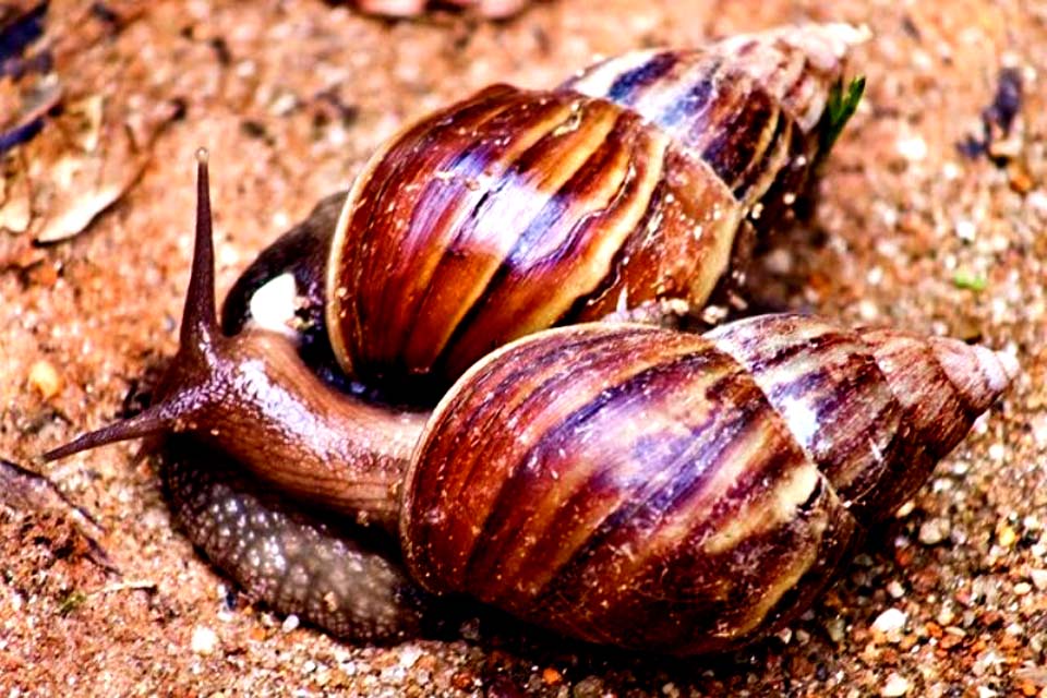 População é a maior aliada no combate ao caramujo africano em Rondônia