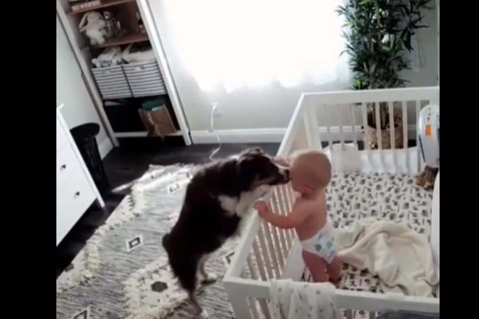 VÍDEO - Mãe instala câmera e flagra cachorro consolando bebê que estava chorando