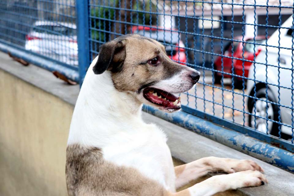 Câmara aprova projeto que incentiva a adoção de animais