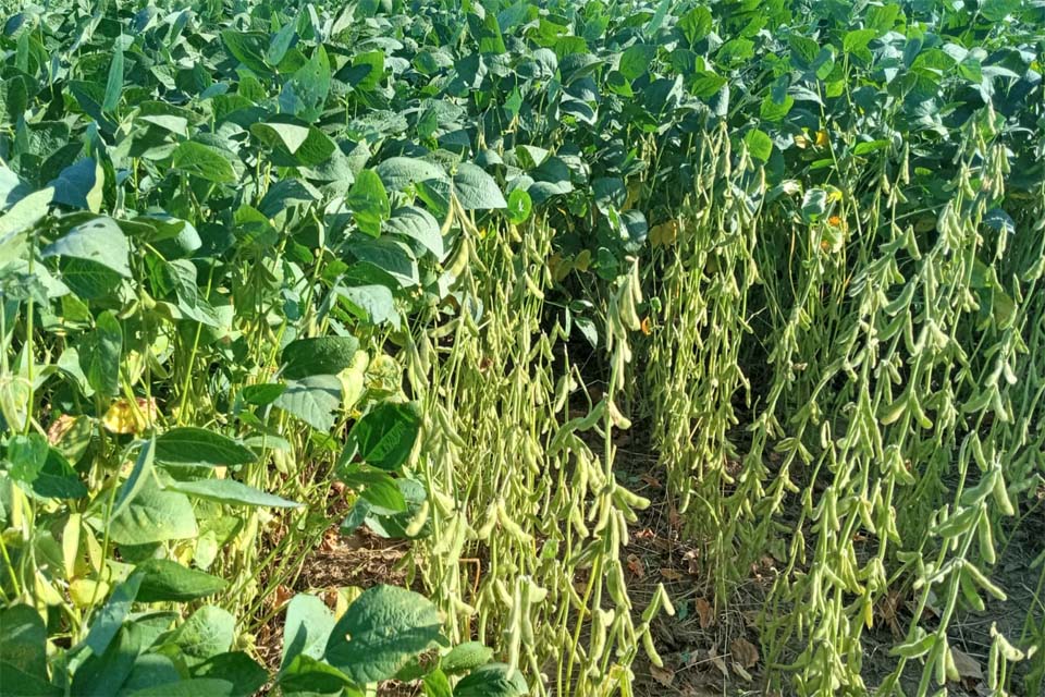 Estudo elaborado pela FAPERON mostra que ausência de infraestrutura pode causar colapso na agricultura em Rondônia 