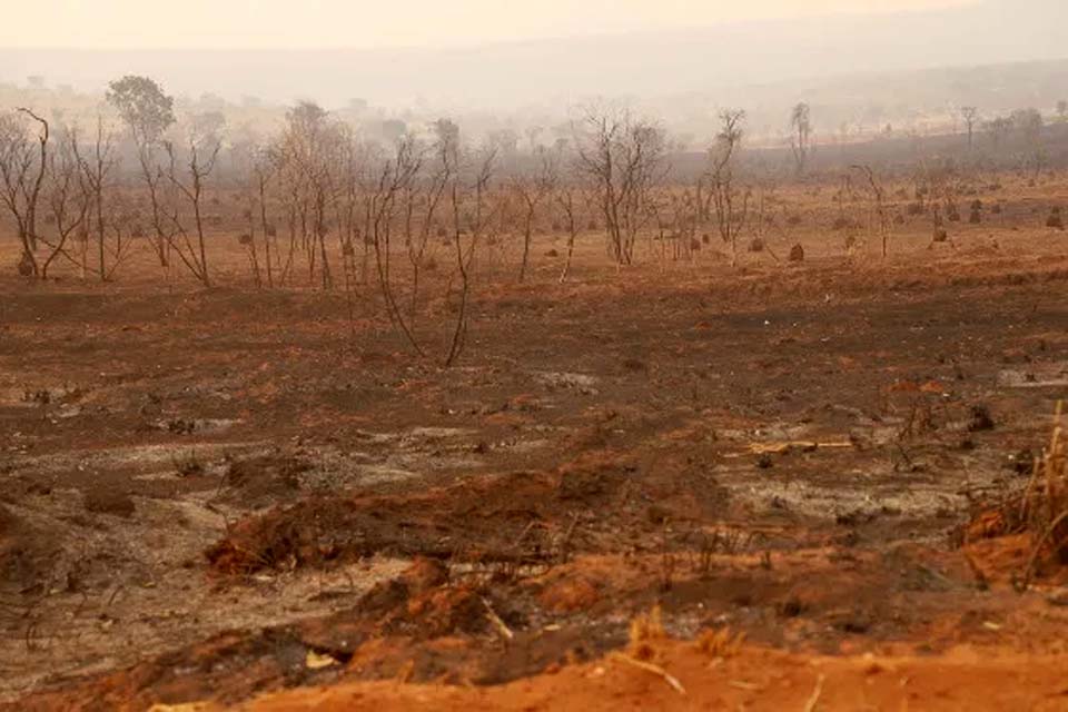 Desmatamento no Cerrado cai 48% em janeiro, mostra instituto