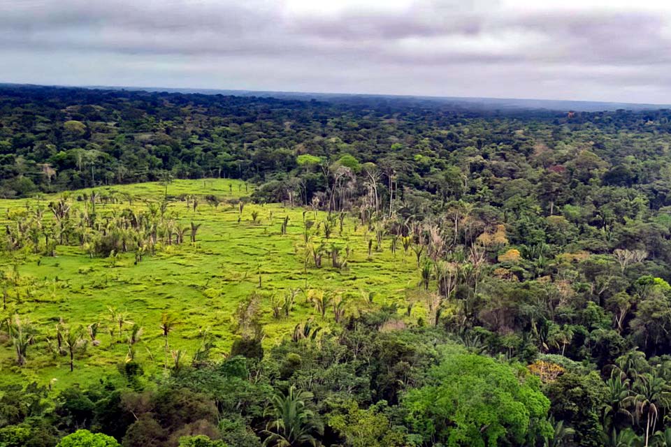 Perda de florestas tropicais primárias aumentou 15% no Brasil em 2022
