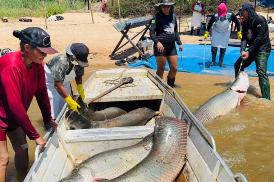 Governo fortalece ações de manejo do pirarucu e garante renda para comunidades tradicionais na Resex Rio Cautário