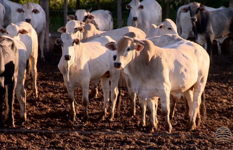 Idaron alerta para foco de raiva no distrito de São Domingos do Guaporé, em Costa Marques