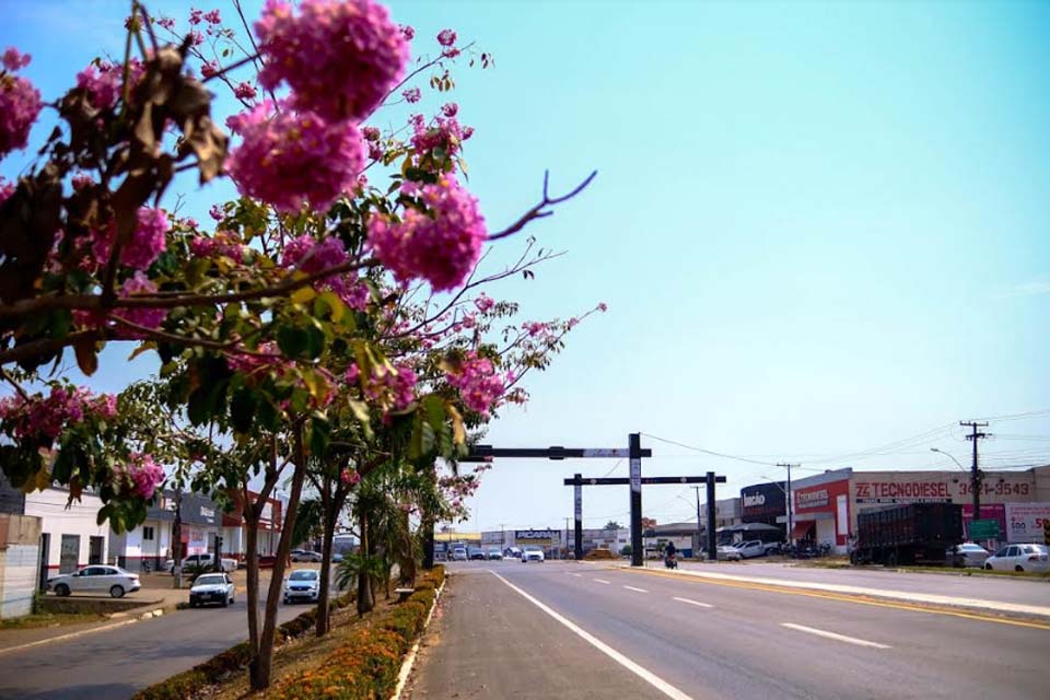 Florada de Ipês deixa paisagem mais colorida; flores das espécies começam em junho e vão até setembro