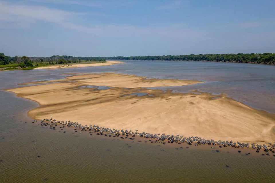 Cheia histórica do Rio Guaporé desafia desova das tartarugas e acende alerta ambiental em Rondônia 