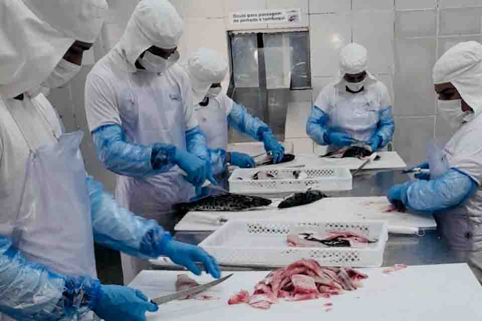 Indústria de Rondônia recebe certificação e amplia mercado de peixes para todo o Brasil