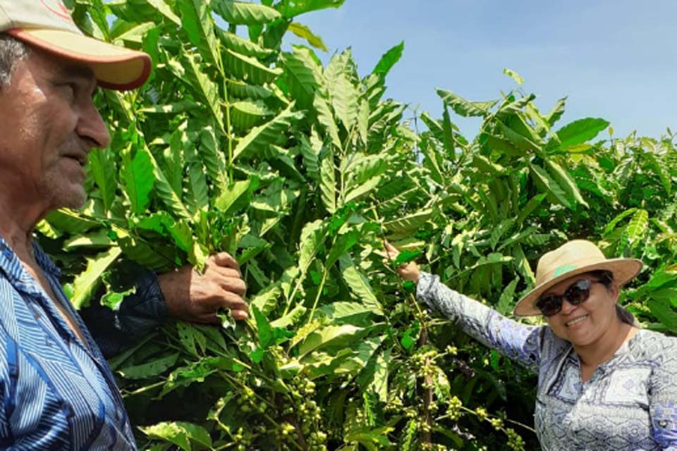 Município espera safra de café com produtividade média cinco vezes maior