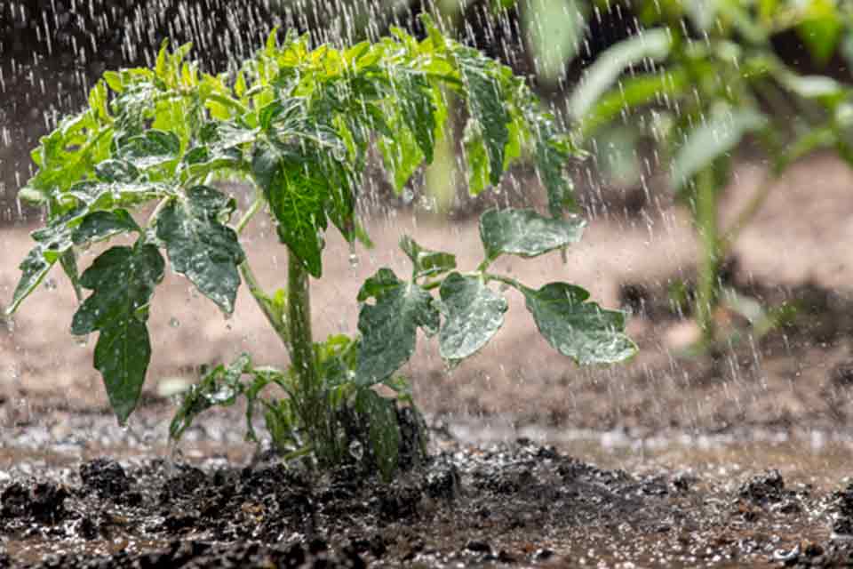 Saiba Como Fortalecer Suas Mudas