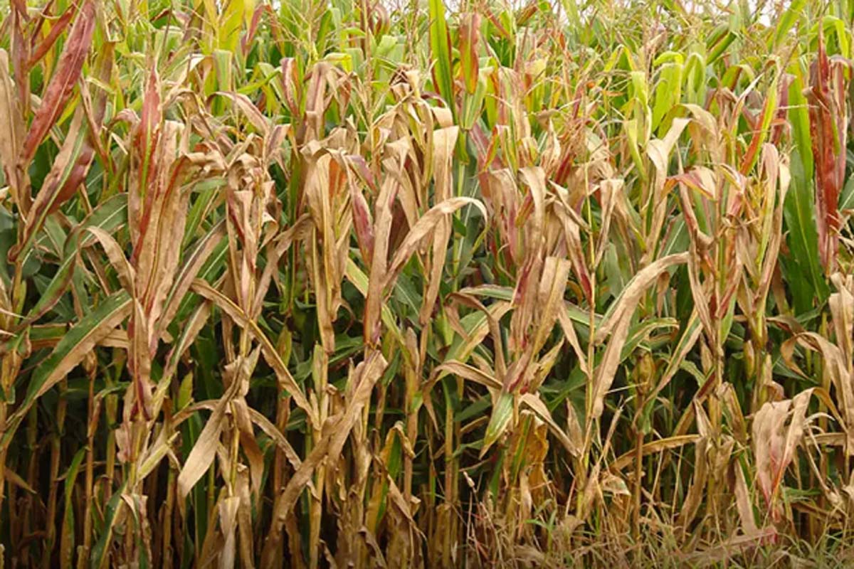 Praga do milho provoca prejuízo de R$ 33,6 bilhões por ano