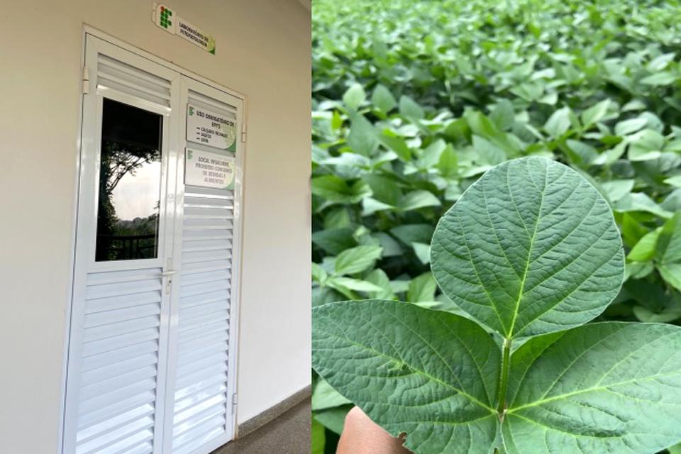 Laboratório de Fitopatologia do Campus Colorado do Oeste auxilia produtores rurais no diagnóstico de ferrugem asiática da soja  