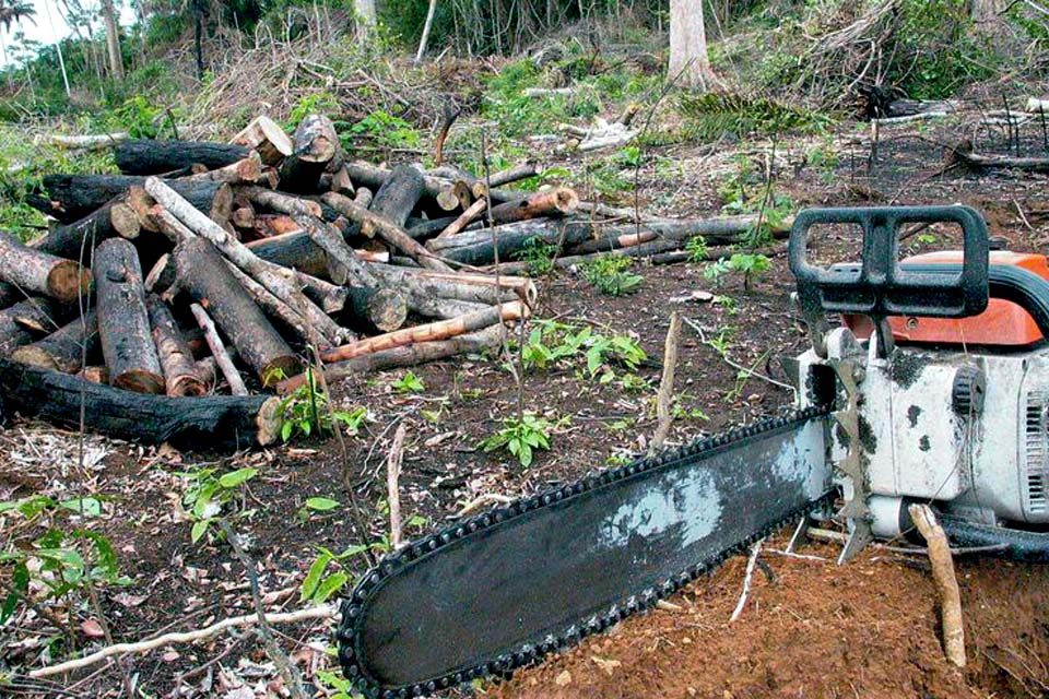 Desmatamento na Amazônia é comandado por redes criminosas, diz ONG