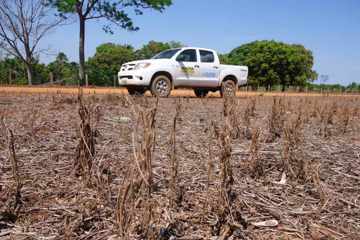 Início do vazio sanitário da soja começa nesta quarta-feira, 10, em Rondônia; Idaron mantém fiscalização intensificada nas propriedades rurais